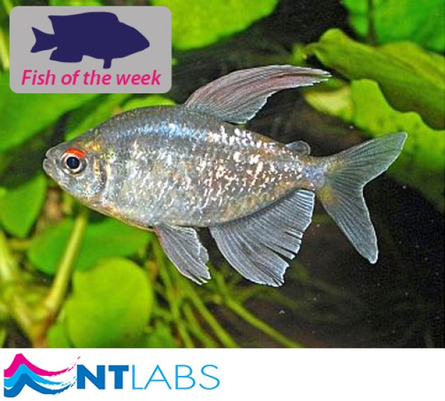 Diamond Tetra