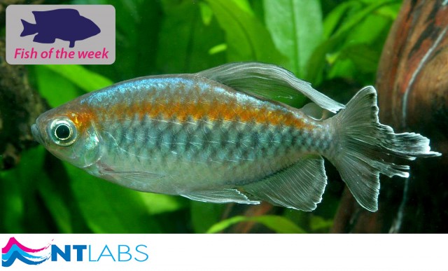 Congo Tetra