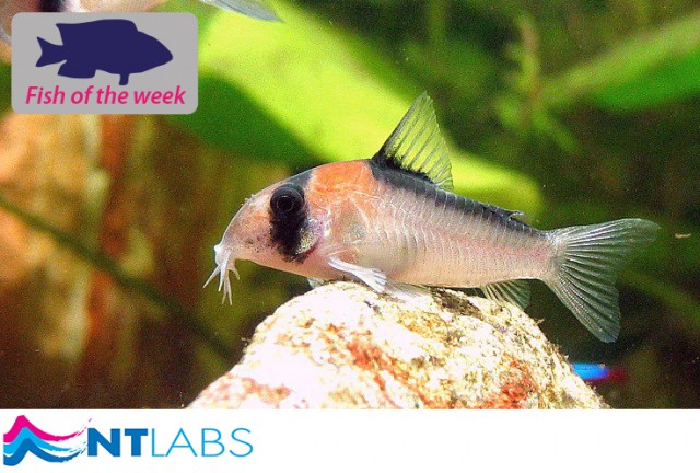 Adolfo's Cory