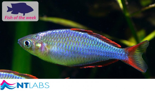 neon dwarf rainbow fish