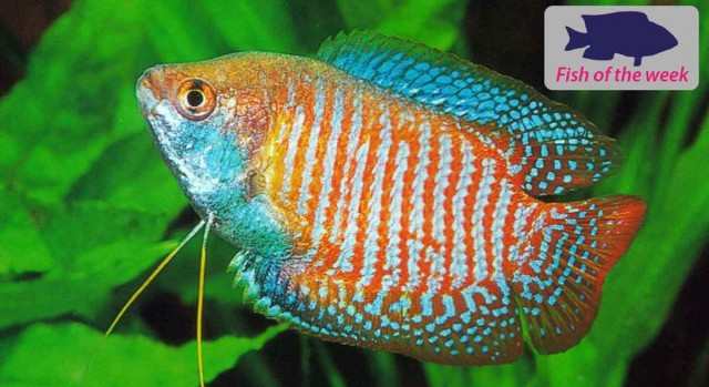Dwarf Gourami