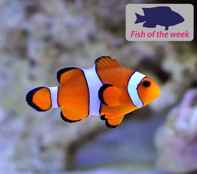Clownfish