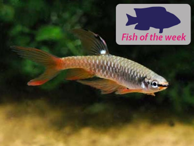 Splashing Tetra