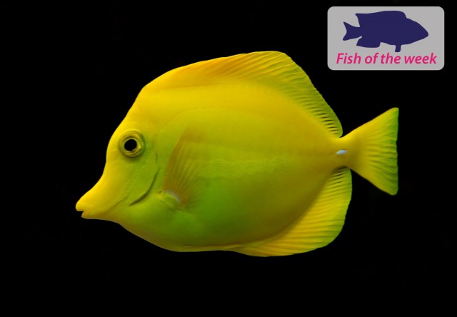 Yellow Tang
