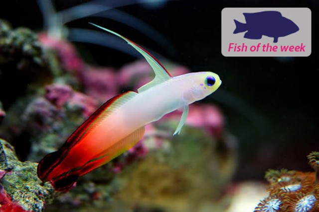 Red Firefish