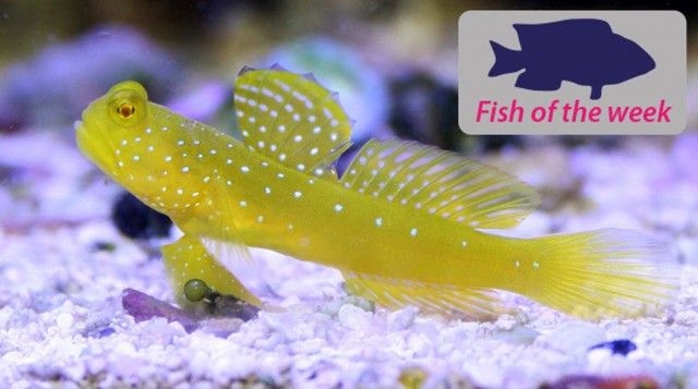 Yellow Goby