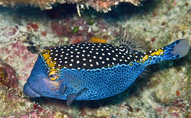 Boxfish