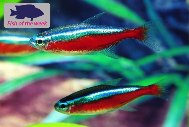 Cardinal Tetra