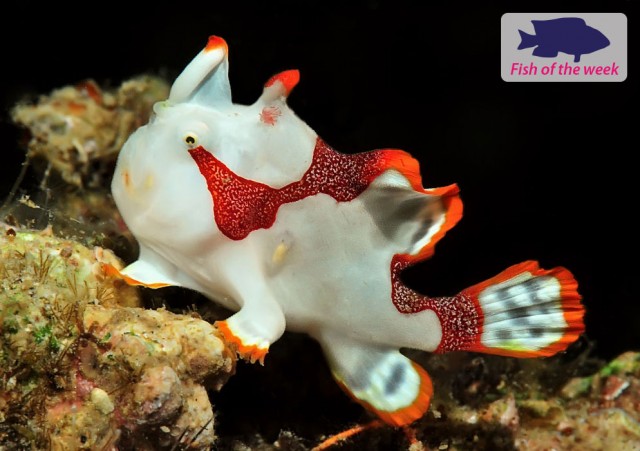 Frogfish