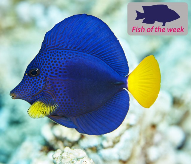 Purple Tang