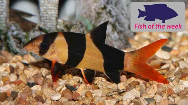 Clown Loach