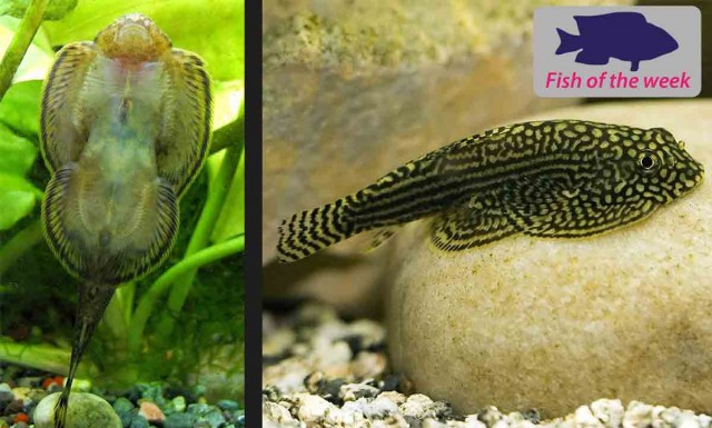 Hill stream loach