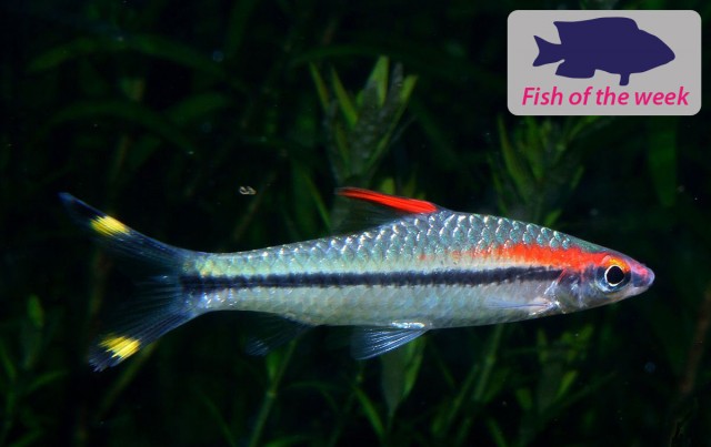 Red Line Torpedo Barb