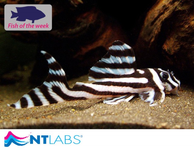 Zebra pleco