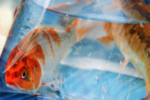 Fish bag
