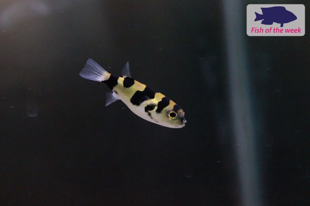 Fish of the Week - Colomesus Puffer