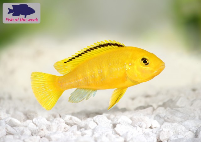 Fish of the Week - Electric Yellow Cichlid