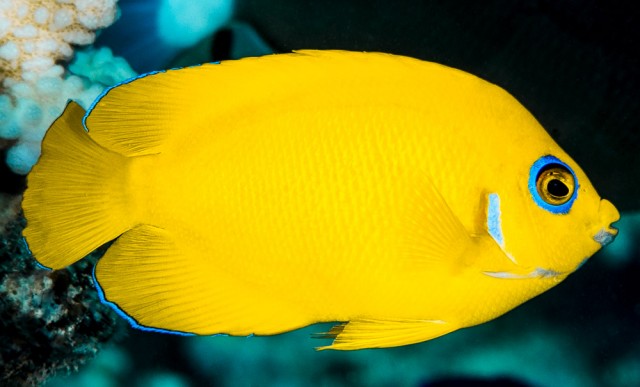 Lemonpeel Angelfish (Centropyge flavissima)