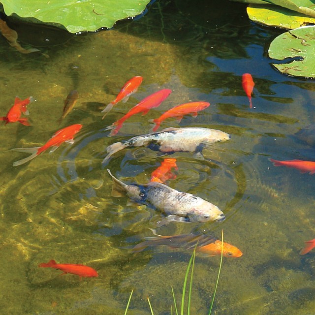 Summer Pond Food Lifestyle 2