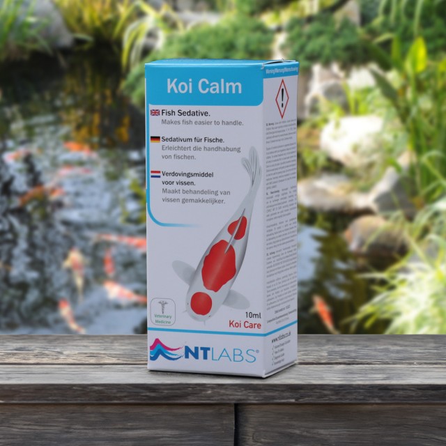 Koi Calm Display
