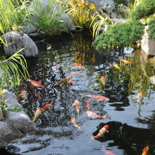 Koi Calm DG