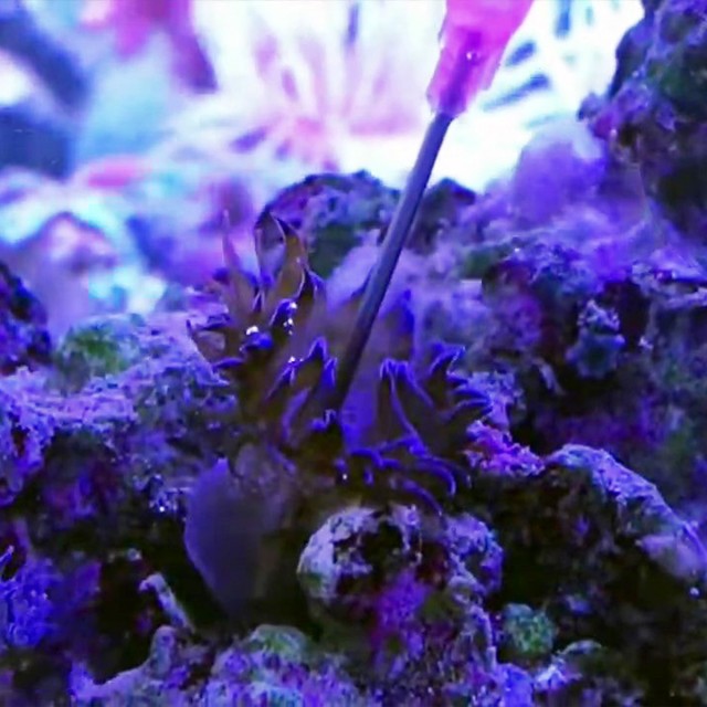 Marine Anti-Aiptasia Lifestyle 1
