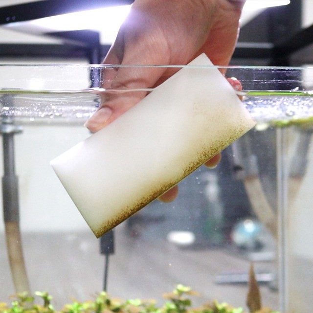 Algae Sponge Lifestyle 1