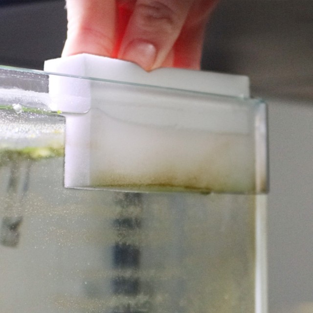 Algae Sponge Lifestyle 3