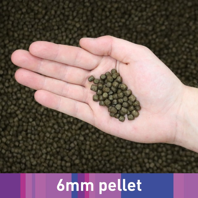 Medikoi_Probioitc Growth LS2