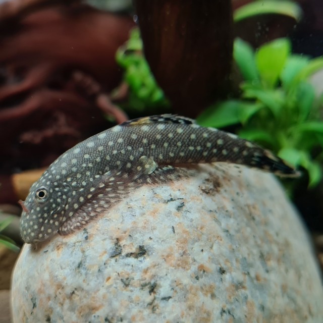 Algae Wafers LS3