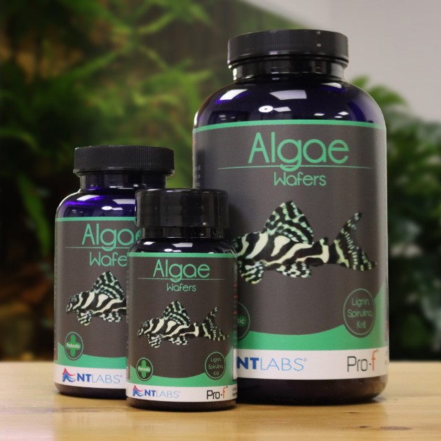 Algae Wafers Display