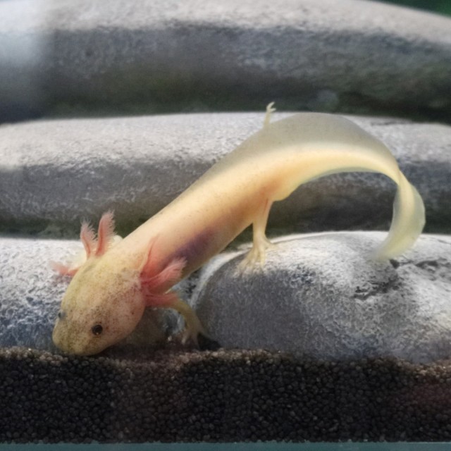 Axolotl Food LS1
