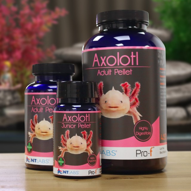 Axolotl Food Display