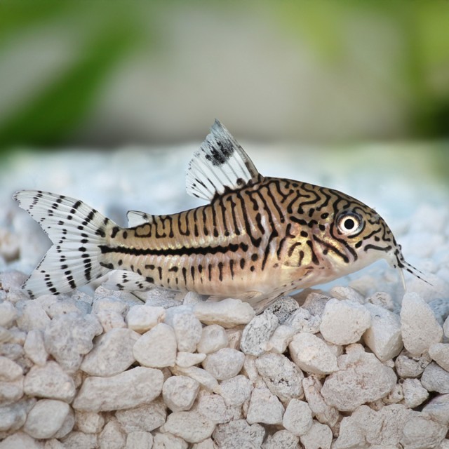 Catfish Pellets LS3