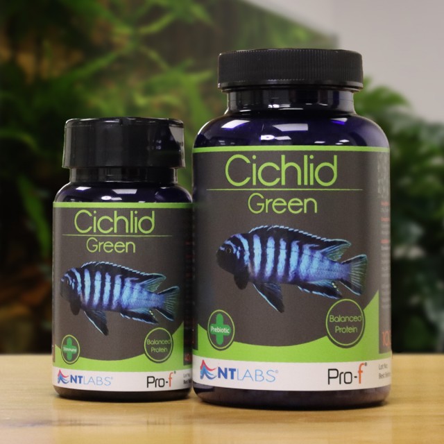 Cichlid Green Display