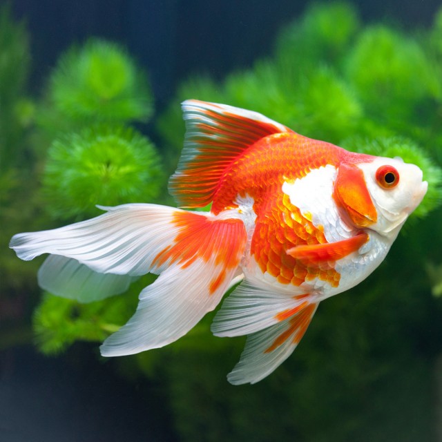 Fancy Goldfish LS3