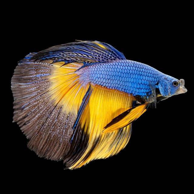 Nano Tropical LS3