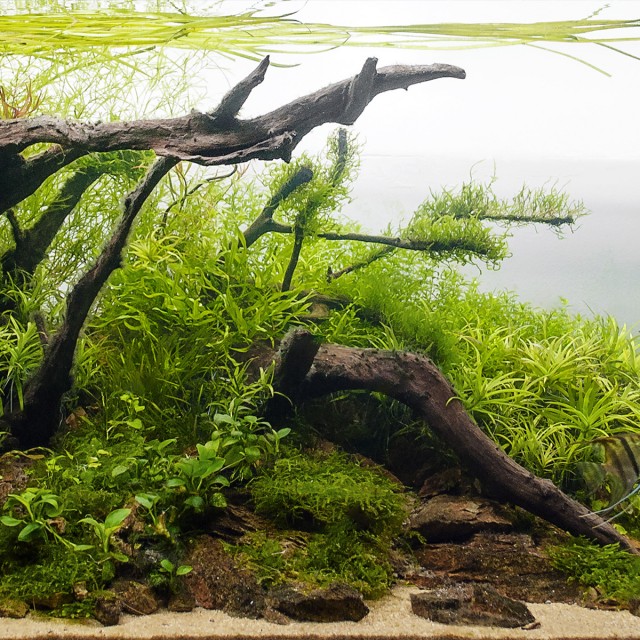 Predator Floating LS3
