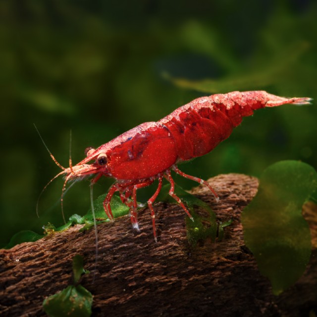 Shrimp Enhancer LS3