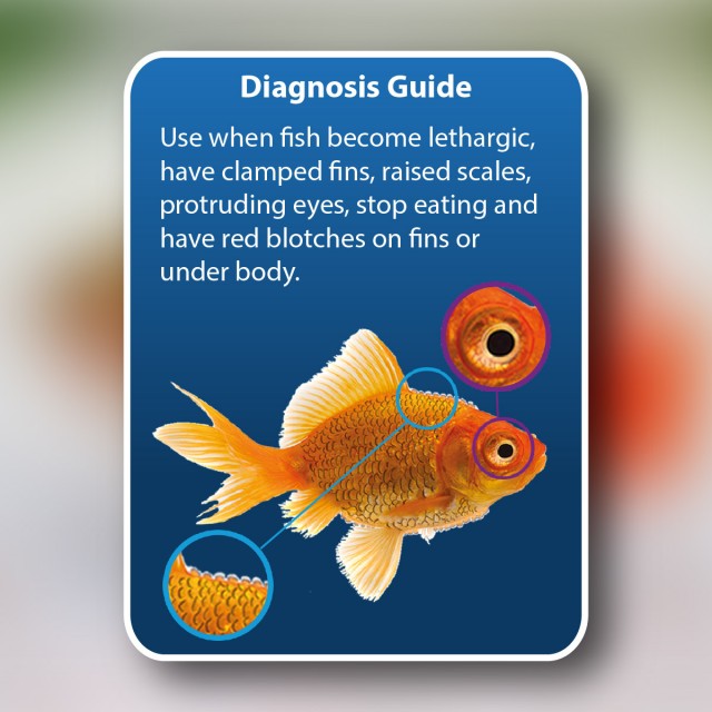 Anti-Internal Bacteria Diagnosis Guide