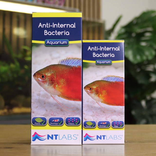 Anti-Internal Bacteria Display