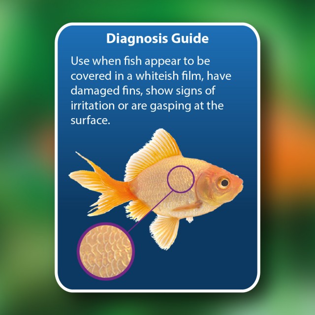 Anti-Parasite Diagnosis Guide