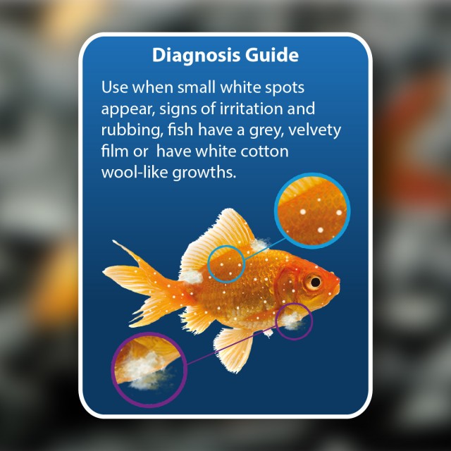 Anti-White Spot & Fungus Diagnosis Guide