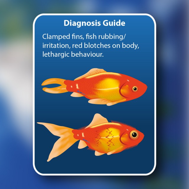 Disease Solve Diagnosis Guide