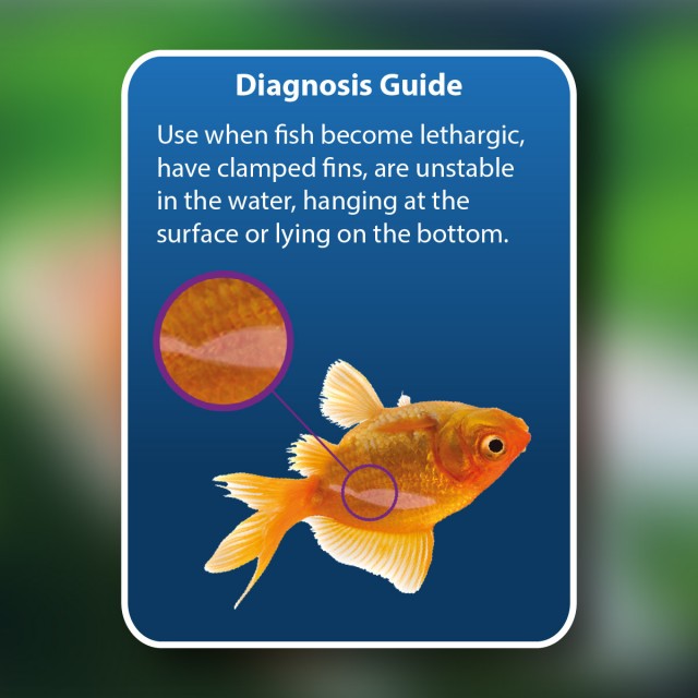Swimbladder Treatment Diagnosis Guide