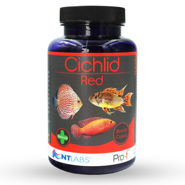 Cichlid Red Front (NEW)